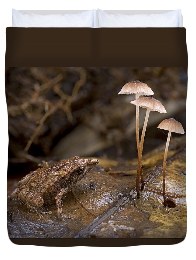 00479128 Duvet Cover featuring the photograph Microhylid Frog Papua New Guinea by Piotr Naskrecki