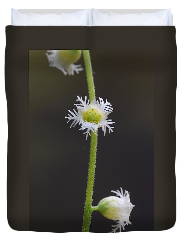 Miterwort Duvet Cover featuring the photograph Miterwort Flowers by Daniel Reed