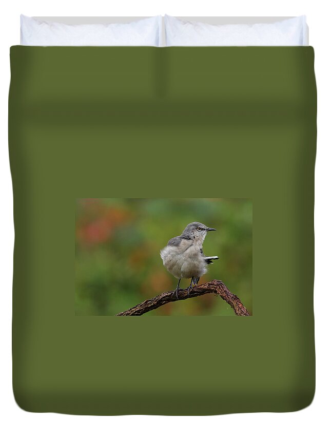 Mocking Bird Duvet Cover featuring the photograph Mocking Bird Perched In The Wind by Daniel Reed