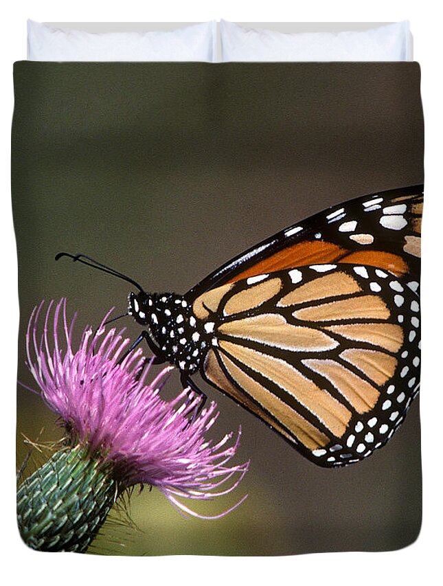Nature Duvet Cover featuring the photograph Monarch Butterfly on Thistle 13A by Gerry Gantt