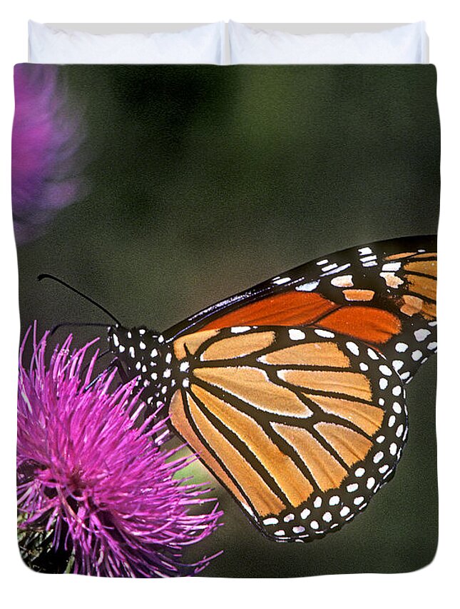 Nature Duvet Cover featuring the photograph Monarch on Thistle 13F by Gerry Gantt