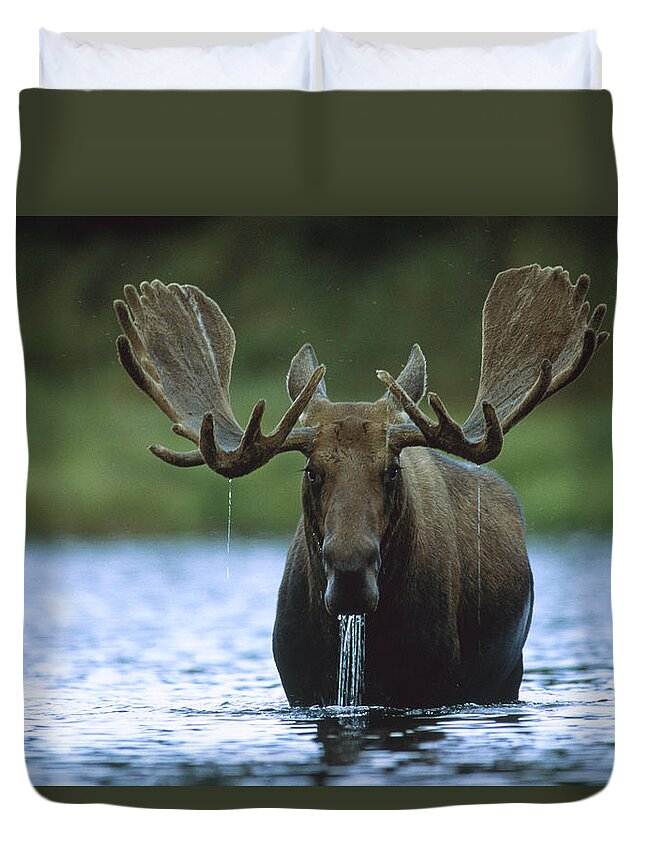 00172624 Duvet Cover featuring the photograph Moose Male Raising Its Head While by Tim Fitzharris