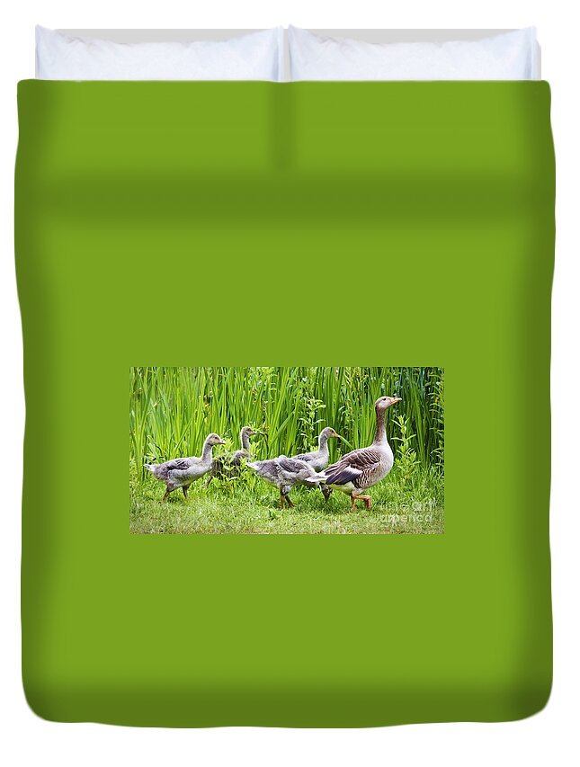 Aloof Duvet Cover featuring the photograph Mother goose leading goslings by Simon Bratt