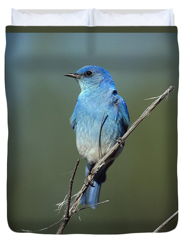 00176592 Duvet Cover featuring the photograph Mountain Bluebird Perching On Twig by Tim Fitzharris