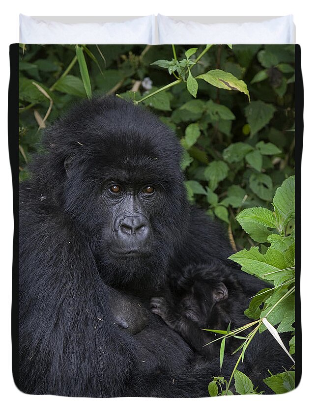 00427965 Duvet Cover featuring the photograph Mountain Gorilla Mother And Infant Parc by Suzi Eszterhas