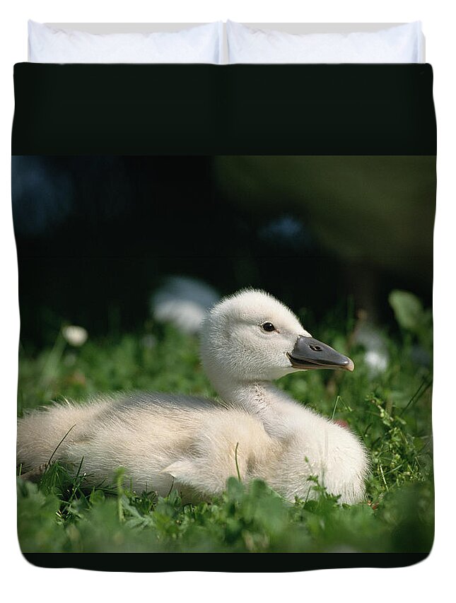 Mp Duvet Cover featuring the photograph Mute Swan Cygnus Olor Chick, Germany by Konrad Wothe