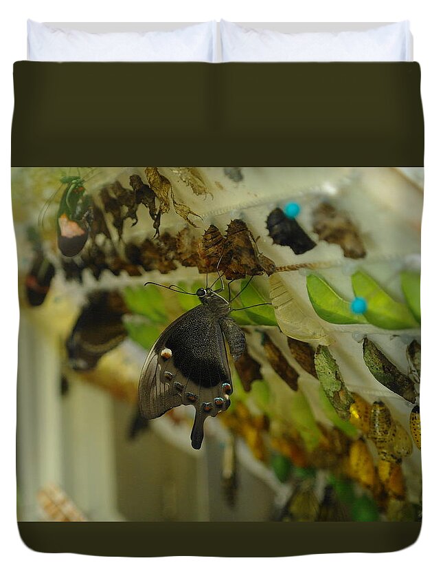 Insects Duvet Cover featuring the photograph Newborn At The Butterfly Factory by Jeff Swan