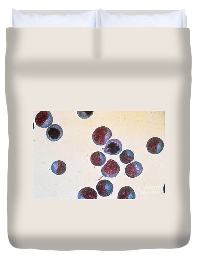 Biology Duvet Cover featuring the photograph Normal T Cells, Lm by Science Source