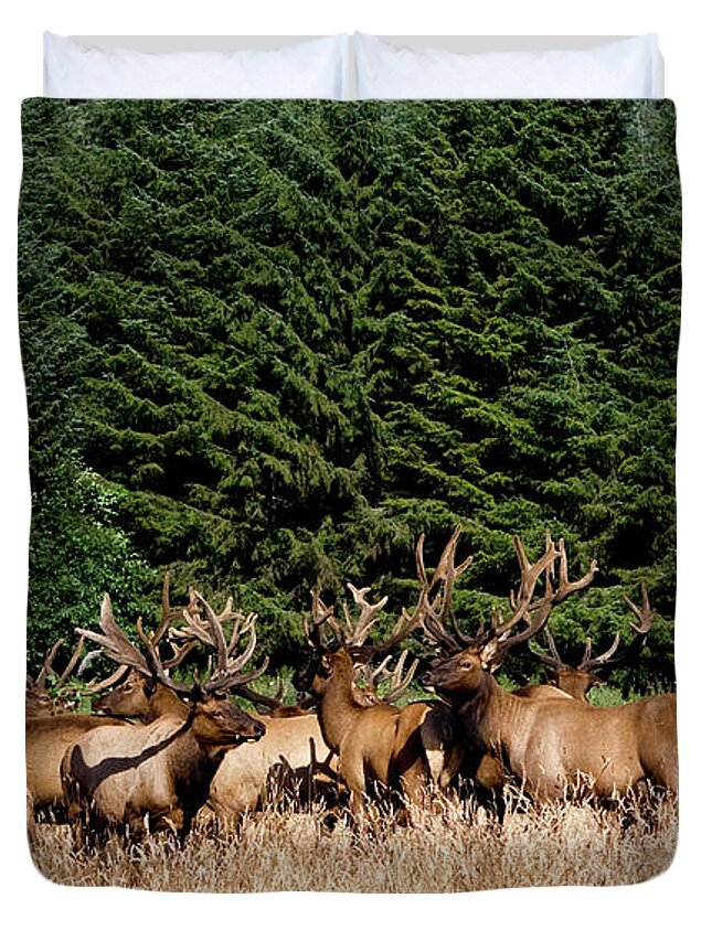 Elks Duvet Cover featuring the photograph Northcoast Elk Along the 101 by Lorraine Devon Wilke