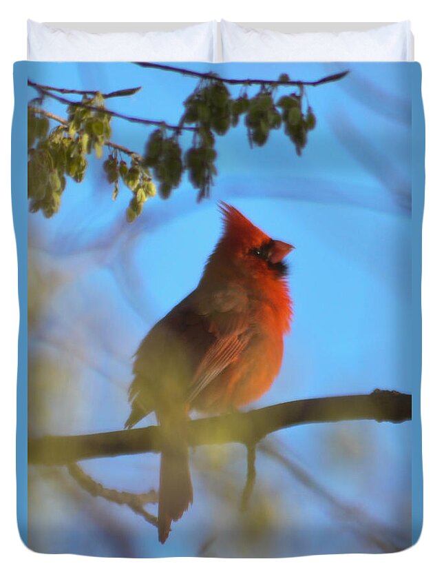 Bird Duvet Cover featuring the photograph Northern Cardinal by Ronald Grogan