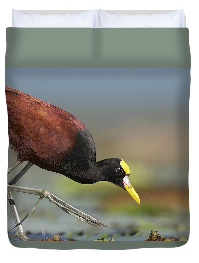 00176933 Duvet Cover featuring the photograph Northern Jacana Foraging Costa Rica by Tim Fitzharris