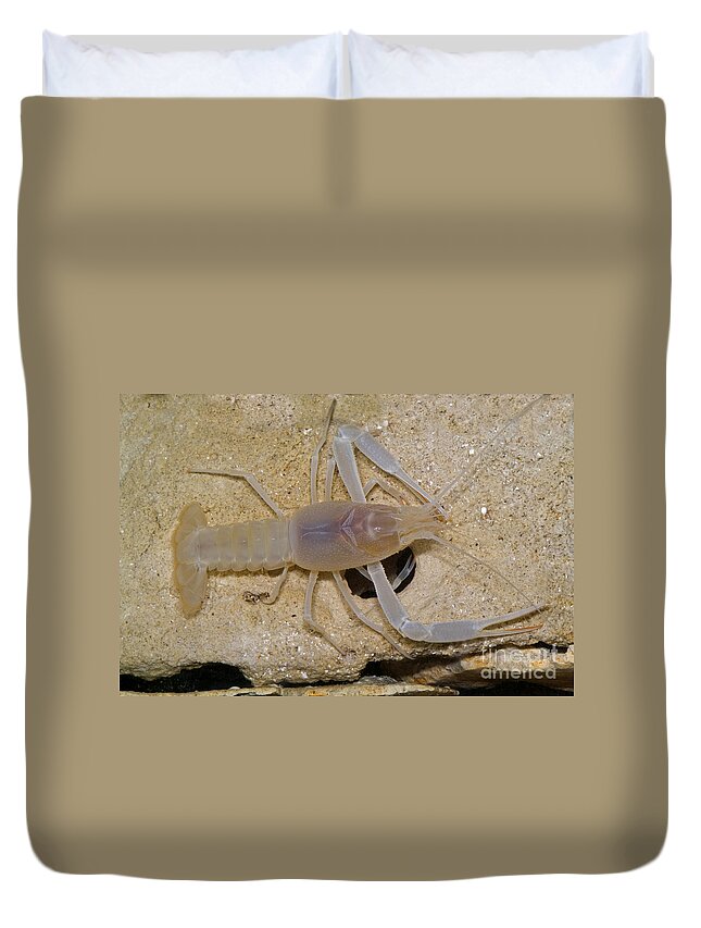 Cave Crayfish Duvet Cover featuring the photograph Orange Lake Cave Crawfish by Dante Fenolio