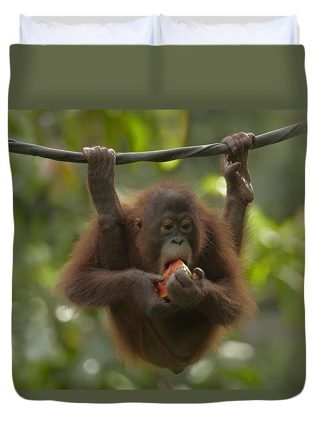 Mp Duvet Cover featuring the photograph Orangutan Pongo Pygmaeus Young Eating by Tim Fitzharris