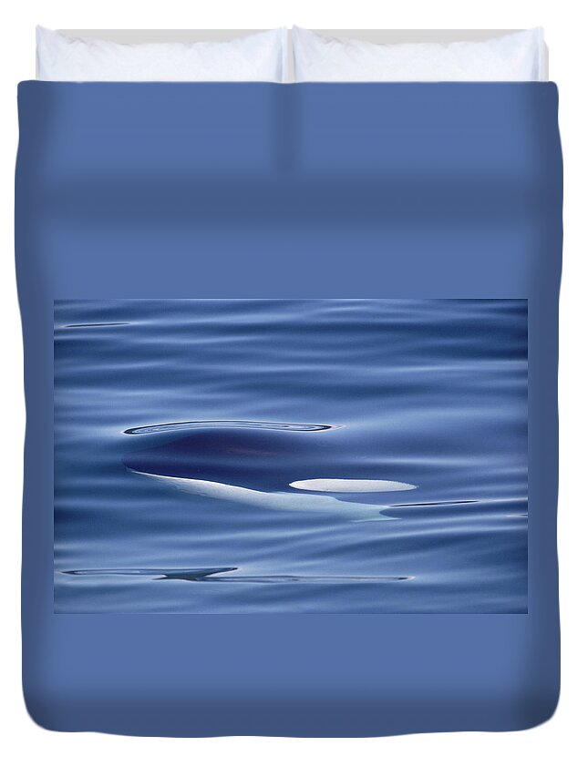 00079485 Duvet Cover featuring the photograph Orca Just Below Water Surface British by Flip Nicklin