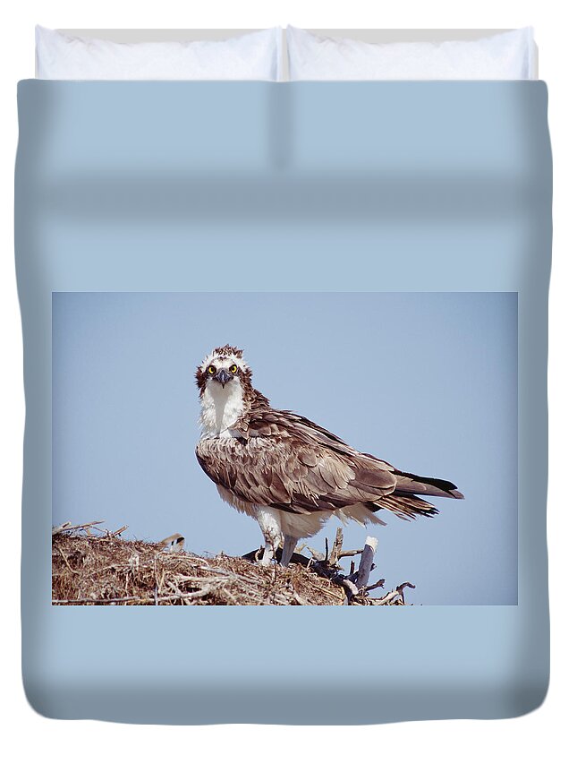 00170079 Duvet Cover featuring the photograph Osprey Adult Perching On Nest Baja by Tim Fitzharris