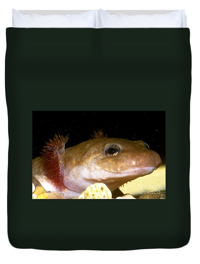 Pacific Giant Salamander Duvet Cover featuring the photograph Pacific Giant Salamander Larva by Dante Fenolio