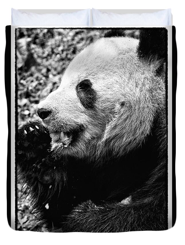 Panda Bear Duvet Cover featuring the photograph Panda Bear eating Ice cream by Perla Copernik