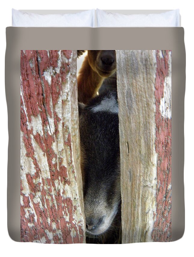 Pygmy Goats Duvet Cover featuring the photograph Peekaboo by Kim Galluzzo