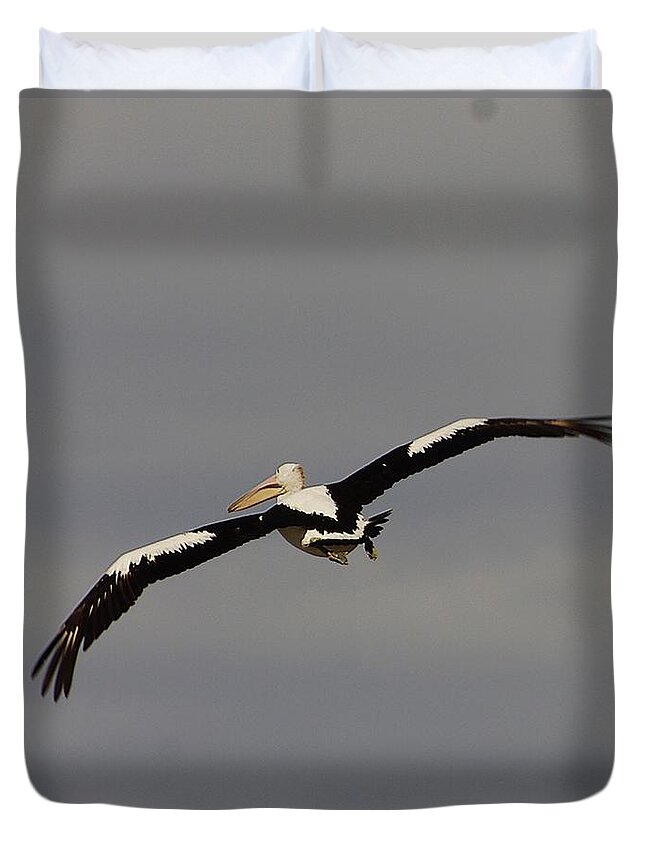 Australia Duvet Cover featuring the photograph Pelican in flight 2 by Blair Stuart