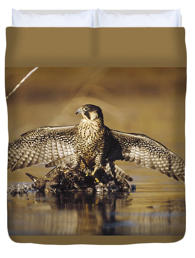 00170087 Duvet Cover featuring the photograph Peregrine Falcon Adult In Protective by Tim Fitzharris