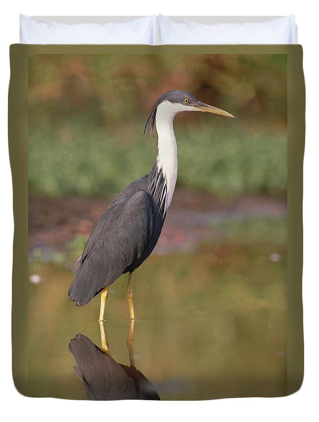 Mp Duvet Cover featuring the photograph Pied Heron Ardea Picata Wading by Gerry Ellis