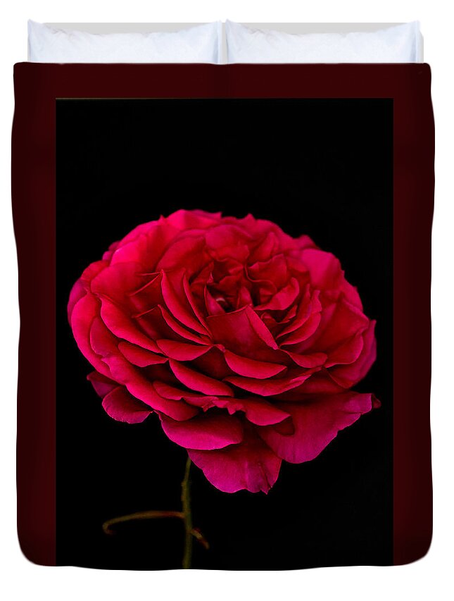 Rose Duvet Cover featuring the photograph Pink Rose by Steve Purnell