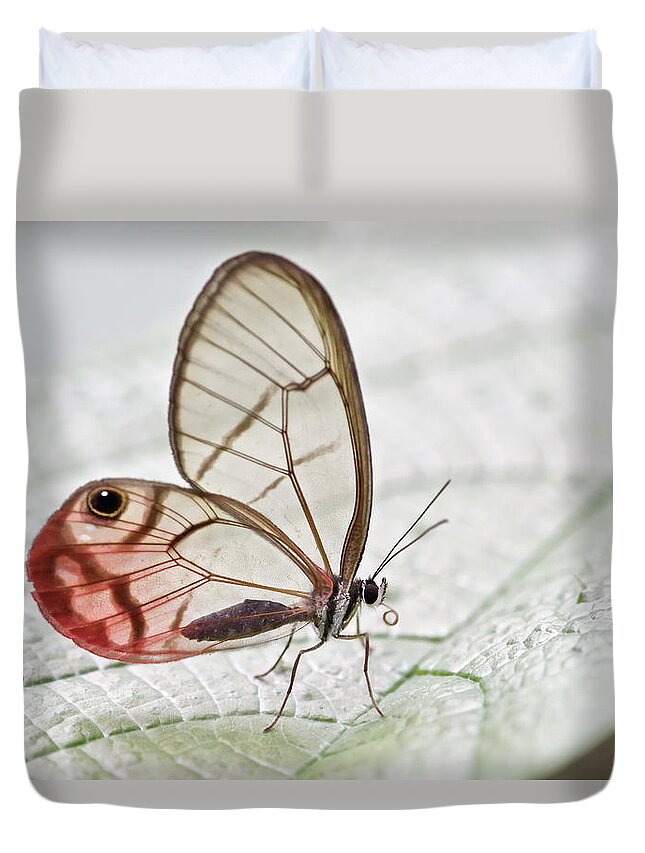 Fn Duvet Cover featuring the photograph Pink-tipped Clearwing Satyr Cithaerias by James Christensen