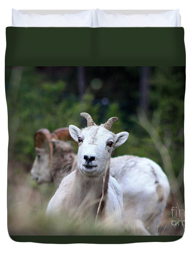 Ram Duvet Cover featuring the photograph Playful Ram by Alyce Taylor