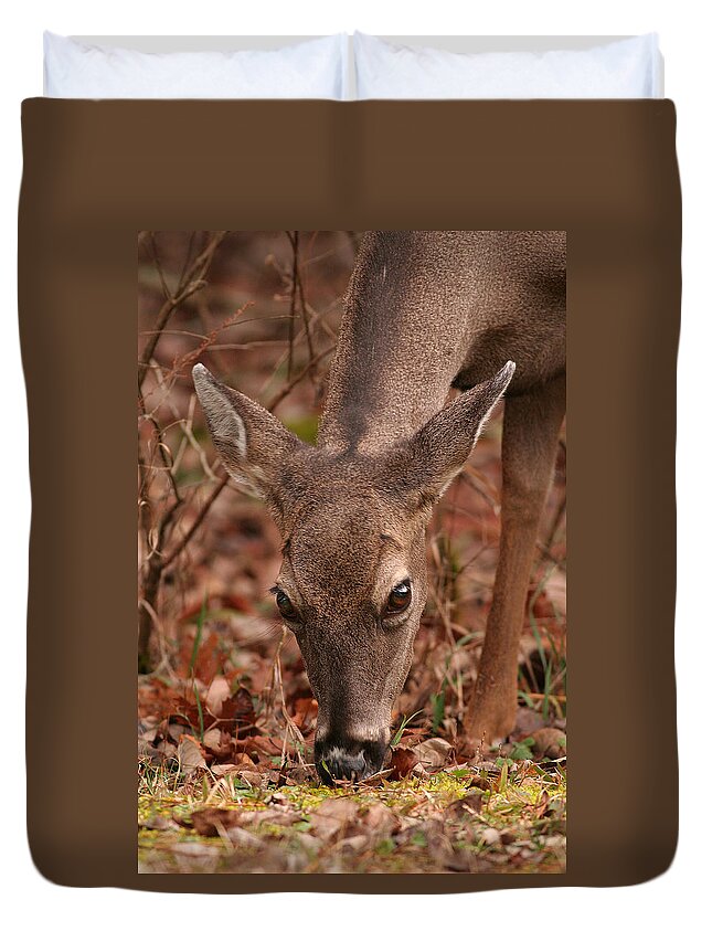 Odocoileus Virginanus Duvet Cover featuring the photograph Portrait Of Browsing Deer Two by Daniel Reed