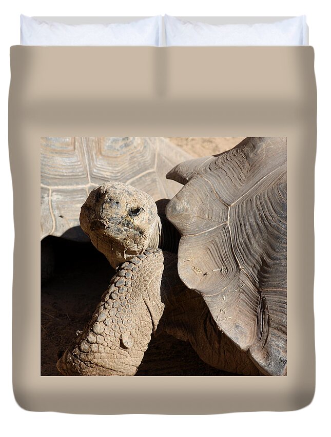 Tortoise Duvet Cover featuring the photograph Posing For Pictures by Kim Galluzzo Wozniak