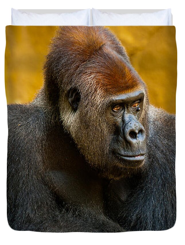 Gorilla Cincinnati Zoo Posing Duvet Cover featuring the photograph Posing Gorilla by Keith Allen