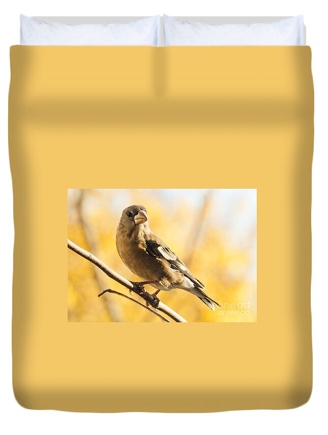 Grosbeak Duvet Cover featuring the photograph Pretty in Yellow by Cheryl Baxter