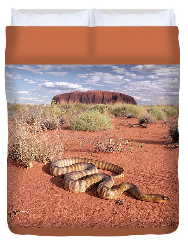 Mp Duvet Cover featuring the photograph Ramsays Python Aspidites Ramsayi by Michael & Patricia Fogden