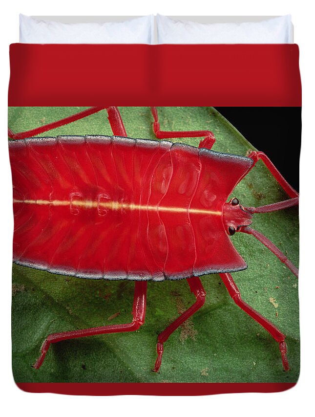 00750412 Duvet Cover featuring the photograph Red Stink Bug Brunei by Mark Moffett