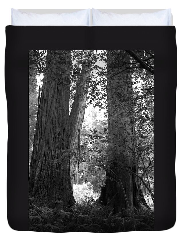 Redwoods Duvet Cover featuring the photograph Redwood pair by Kathleen Grace