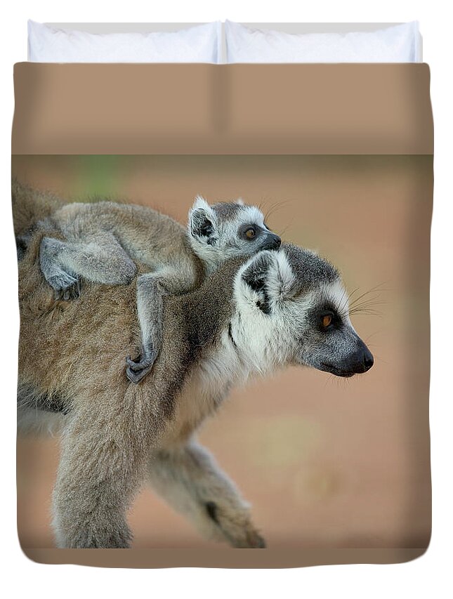 Mp Duvet Cover featuring the photograph Ring-tailed Lemur Lemur Catta Baby by Cyril Ruoso