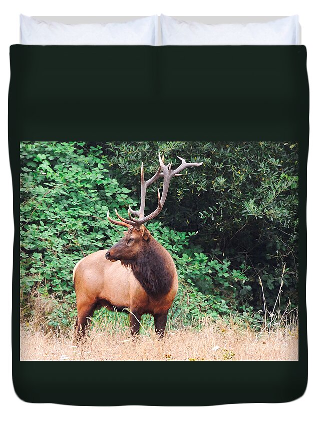 Elk Duvet Cover featuring the photograph Roosevelt Bull Elk by L J Oakes