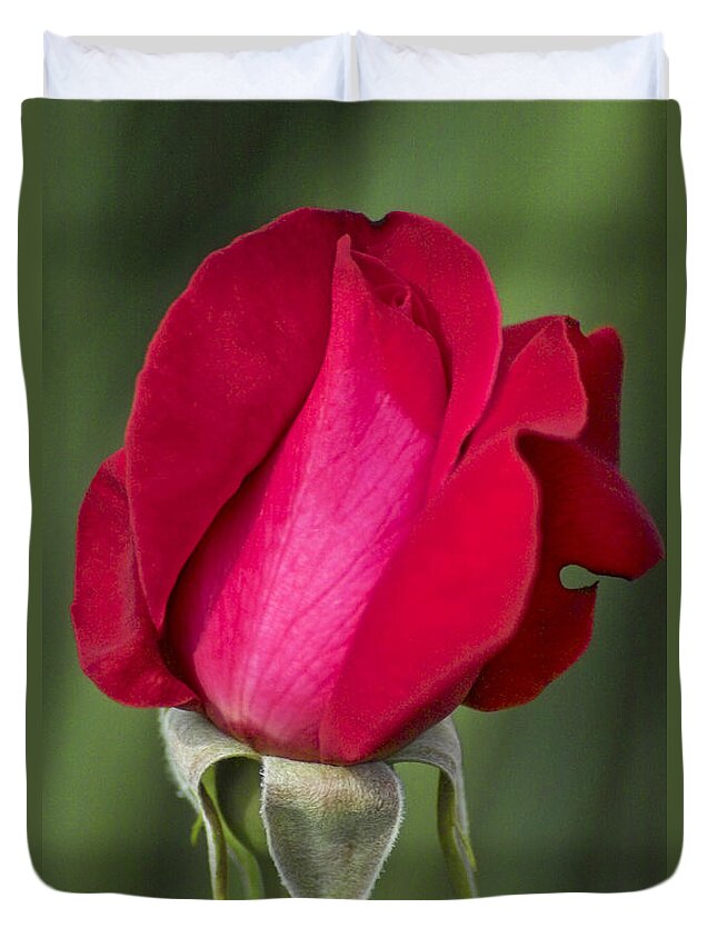 Rose Duvet Cover featuring the photograph Rose Flower Series 1 by Heiko Koehrer-Wagner