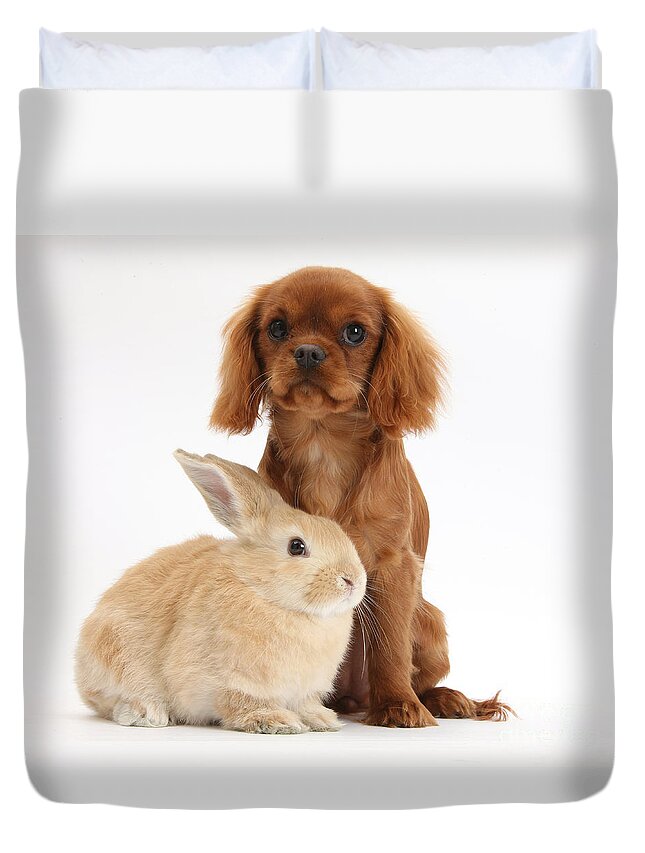 Nature Duvet Cover featuring the photograph Ruby Cavalier King Charles Spaniel Pup by Mark Taylor