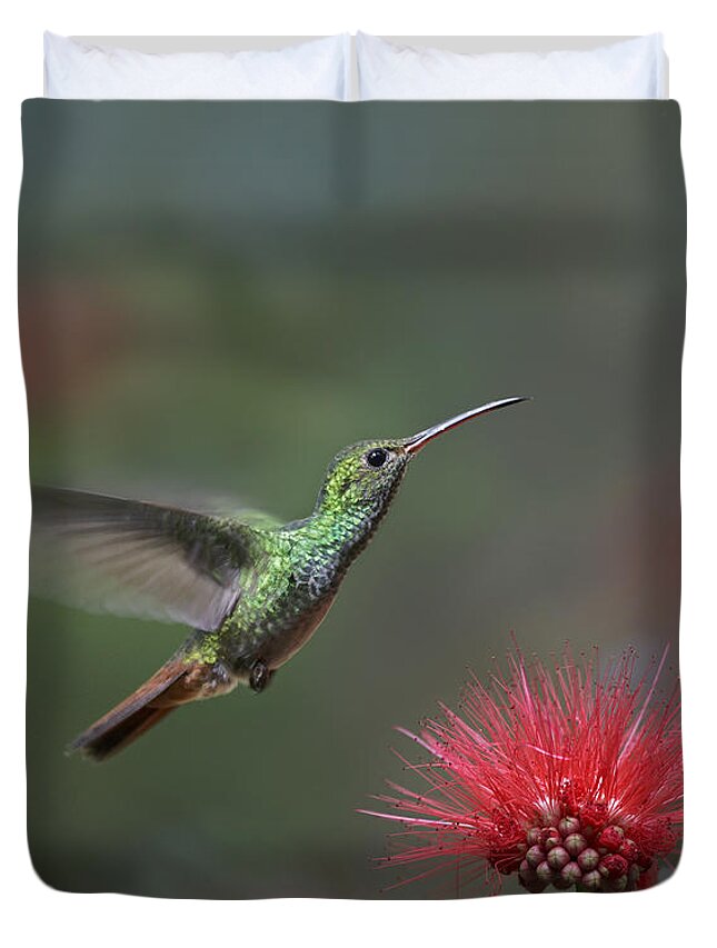 00176927 Duvet Cover featuring the photograph Rufous Tailed Hummingbird At Fairy by Tim Fitzharris