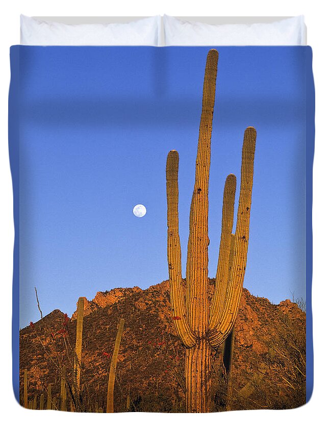Mp Duvet Cover featuring the photograph Saguaro Carnegiea Gigantea Cactus by Konrad Wothe