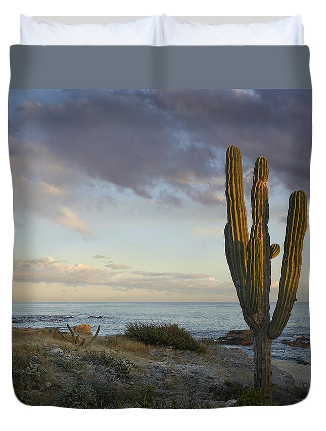 Mp Duvet Cover featuring the photograph Saguaro Carnegiea Gigantea Cactus by Tim Fitzharris