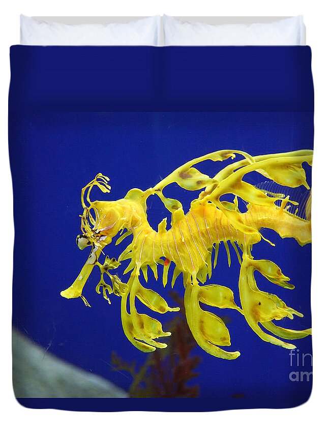 Sea Dragon Duvet Cover featuring the photograph Seadragon by Milena Boeva