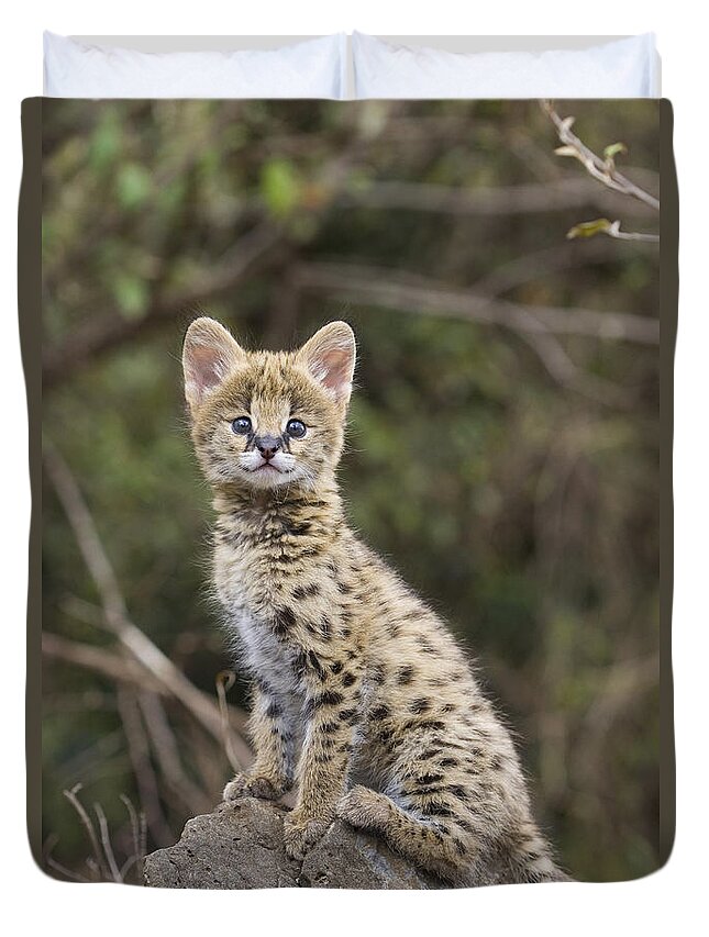 00761921 Duvet Cover featuring the photograph Serval Kitten Masai Mara Reserve Kenya by Suzi Eszterhas