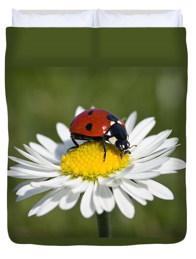 Mp Duvet Cover featuring the photograph Seven-spotted Ladybird Coccinella by Konrad Wothe