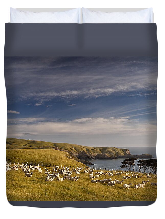 00479627 Duvet Cover featuring the photograph Sheep Grazing In Headland by Colin Monteath