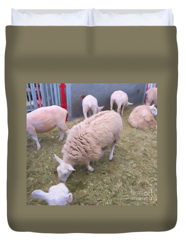 Landscape Duvet Cover featuring the photograph Sheep in Shear Panic by Donna L Munro