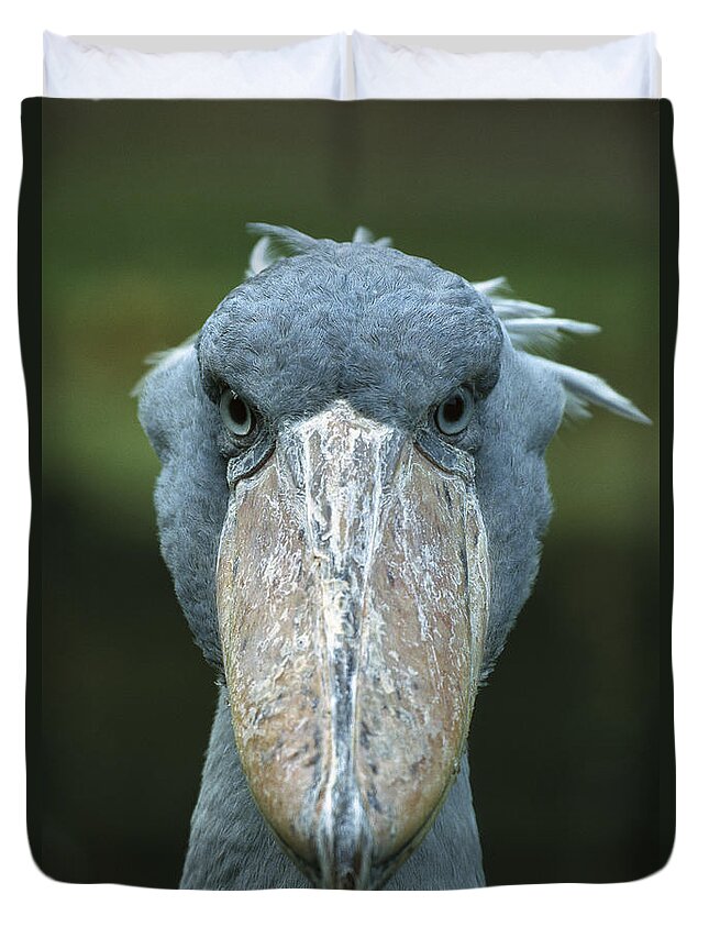 Mp Duvet Cover featuring the photograph Shoebill Balaeniceps Rex Portrait by Konrad Wothe