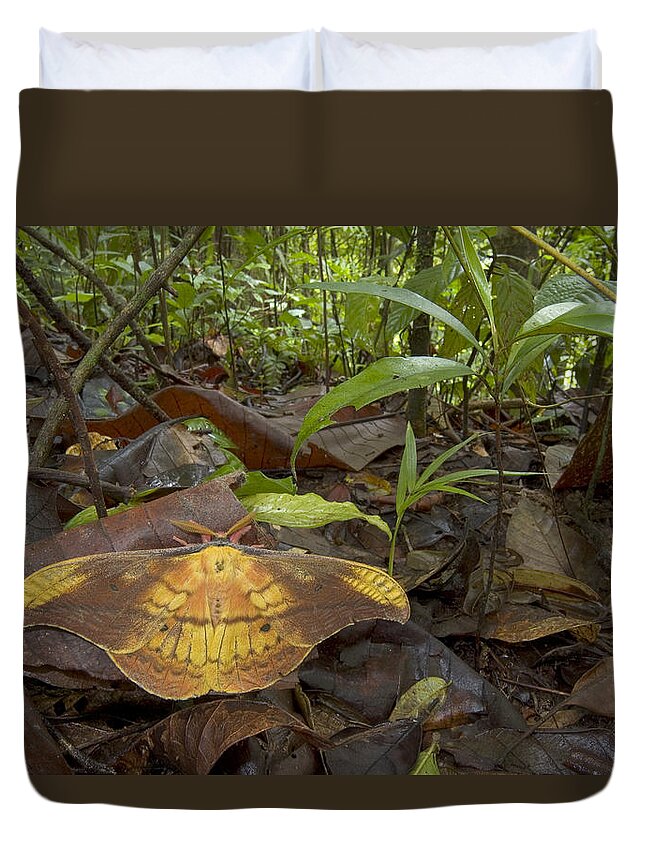 00298278 Duvet Cover featuring the photograph Silk Moth Amid Leaf Litter Costa Rica by Piotr Naskrecki