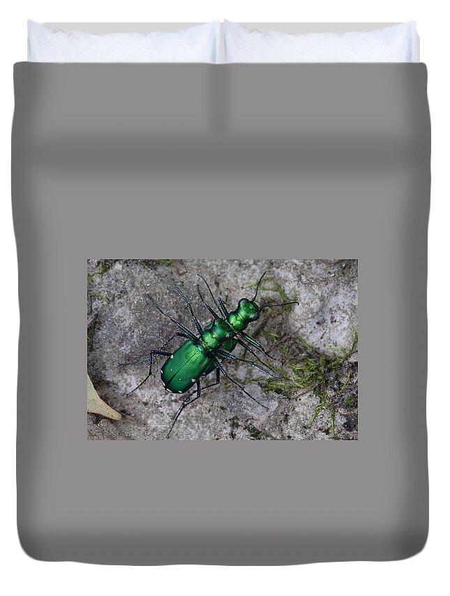 Cicindela Sexguttata Duvet Cover featuring the photograph Six-Spotted Tiger Beetles Copulating by Daniel Reed